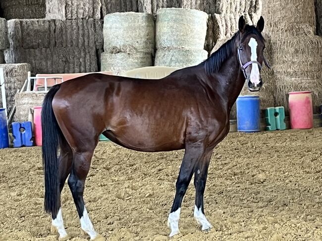 Springpferd, Sportpferd, Freizeitpferd, Hannoveraner Stute, 4 Jahre, Silke, Horses For Sale, Wolfhagen, Image 9
