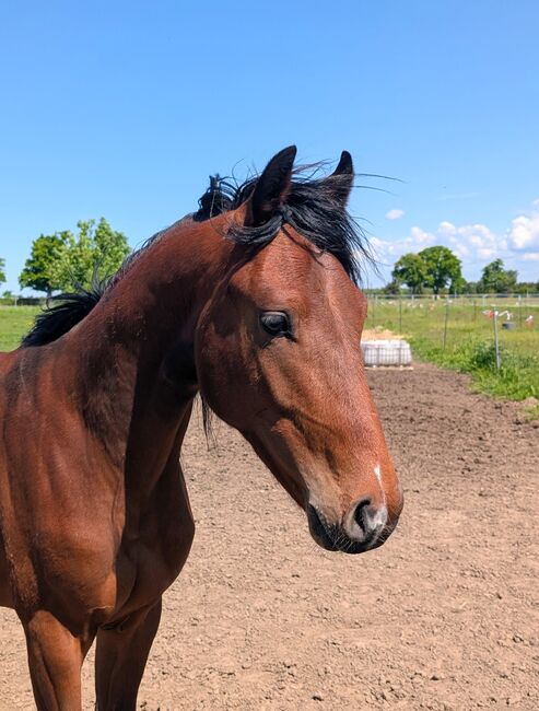 Springpferd der Zukunft ,Hengst ,2 jährig, Perignon x Cortoni, Jule, Horses For Sale, Aschersleben