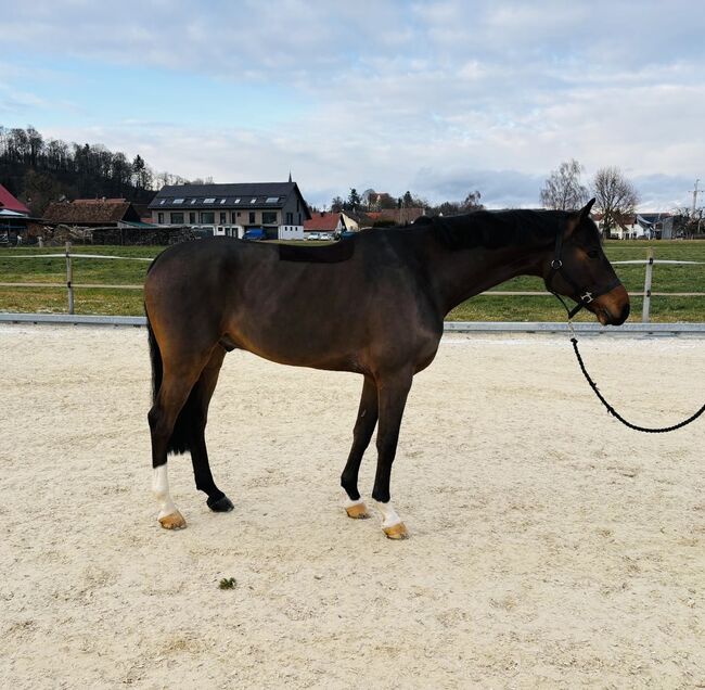 Springpferd von Casallco zu verkaufen, Andres Reinhardt, Pferd kaufen, Brig