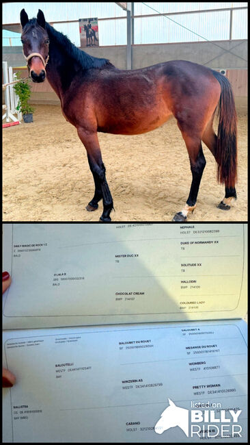 Springpferd, CK Sporthorses, Pferd kaufen, Kleve, Abbildung 3