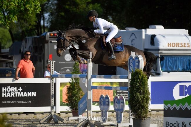 Springpferd zu verkaufen, Andres Reinhardt, Pferd kaufen, Brig