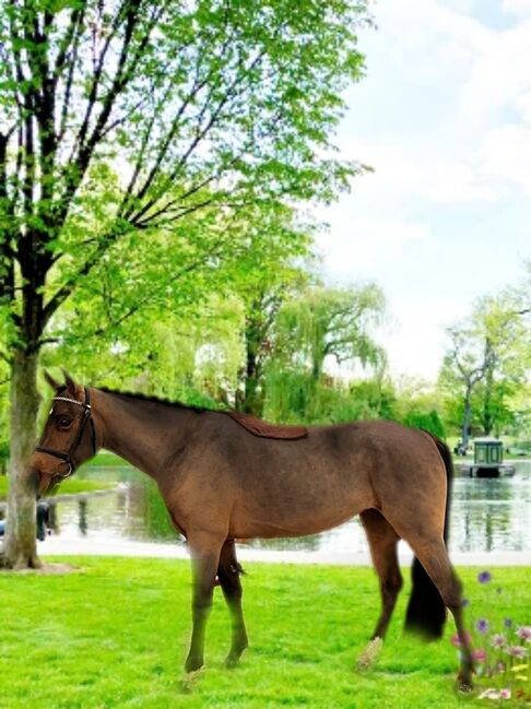 Springpony Endmaßpony, Michael , Horses For Sale, Neißemünde Breslack, Image 2