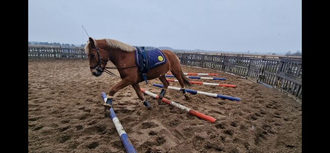 Springpony Wallach 5j., Bianca Preuße , Horses For Sale, Berenbrock , Image 7