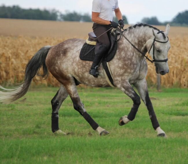 Springt pferd, Georgina, Horses For Sale, Szentes, Image 6