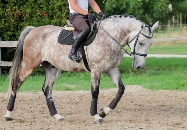 Springt pferd, Georgina, Horses For Sale, Szentes, Image 3