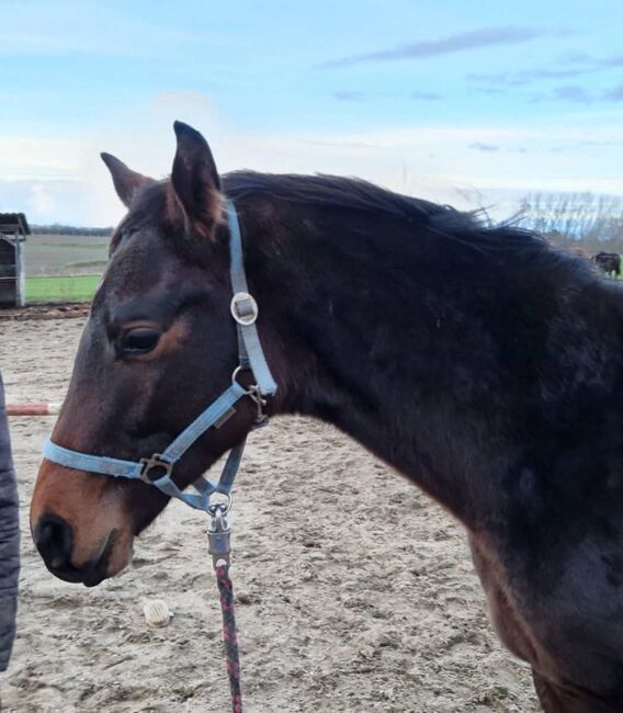 Springtalent der Zukunft abstammend von Casalido x Malachit, Pferdevermittlung Leus (8025), Horses For Sale, Magdeburg, Image 5