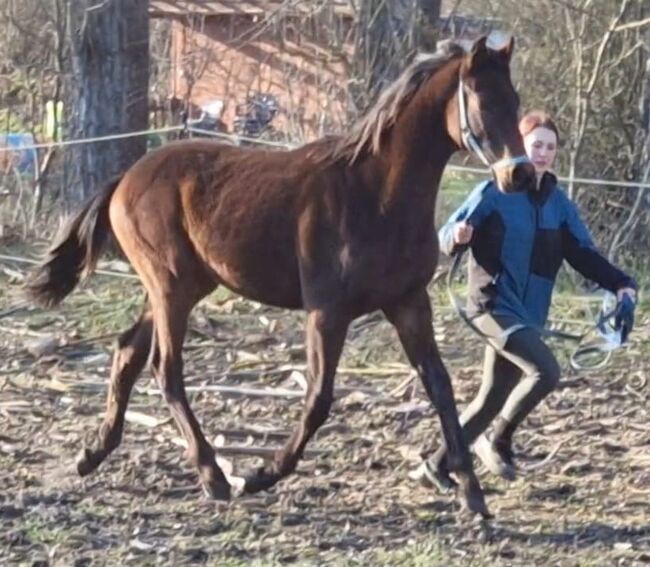 Springtalent der Zukunft abstammend von Casalido x Malachit, Pferdevermittlung Leus (8025), Horses For Sale, Magdeburg, Image 7