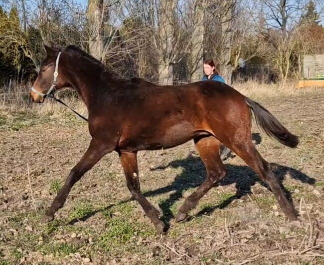 Springtalent der Zukunft abstammend von Casalido x Malachit, Pferdevermittlung Leus (8025), Horses For Sale, Magdeburg, Image 8