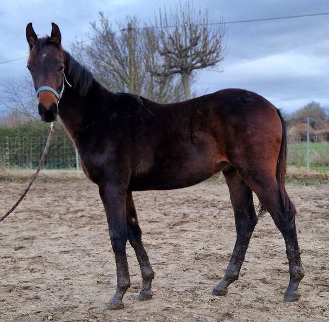 Springtalent der Zukunft abstammend von Casalido x Malachit, Pferdevermittlung Leus (8025), Horses For Sale, Magdeburg, Image 3