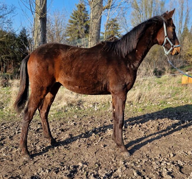 Springtalent der Zukunft abstammend von Casalido x Malachit, Pferdevermittlung Leus (8025), Horses For Sale, Magdeburg, Image 6