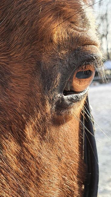 Springsattel, Busse Boston/oder Brisbane , Christina Schneider, Jumping Saddle, Hude 