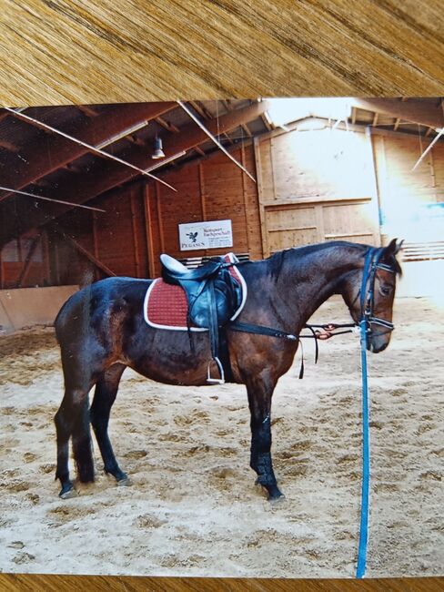 Springsattel, Kieffer Isar, Elke Böhnisch , Jumping Saddle, Bad Grund (Harz), Image 4