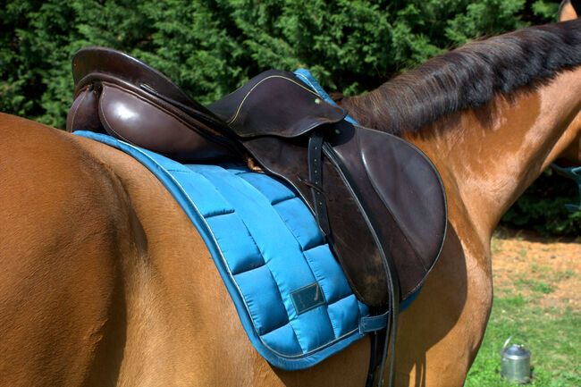 Springsattel Stübben Parzival - dunkelbraun , Sattel , Pferd , reiten, Stübben Parzival, Jule, Jumping Saddle, Aschersleben, Image 6