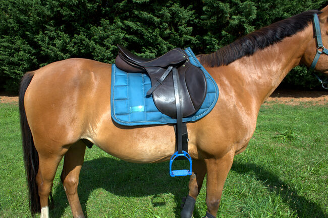 Springsattel Stübben Parzival - dunkelbraun , Sattel , Pferd , reiten, Stübben Parzival, Jule, Jumping Saddle, Aschersleben, Image 4