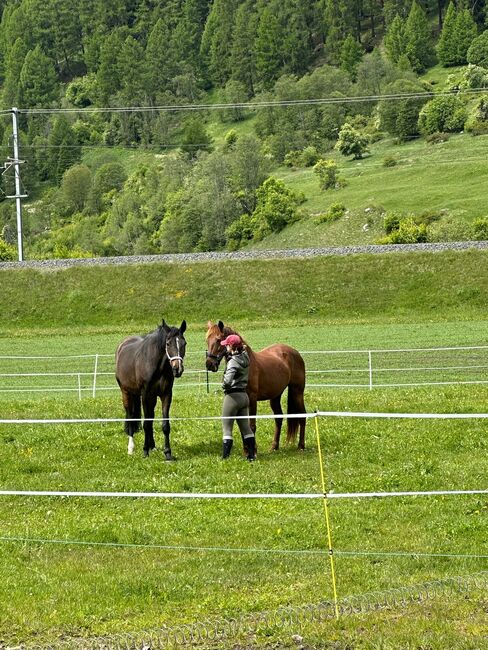 Sprit - Tolle Cruzadostute sucht tolles Zuhause, Hannah & Ilario, Horses For Sale, Zernez, Image 2