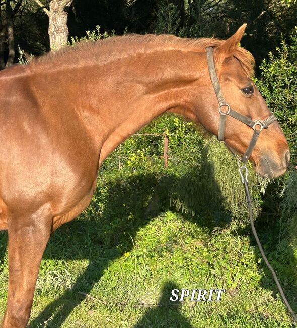 Sprit - Tolle Cruzadostute sucht tolles Zuhause, Hannah & Ilario, Horses For Sale, Zernez, Image 3