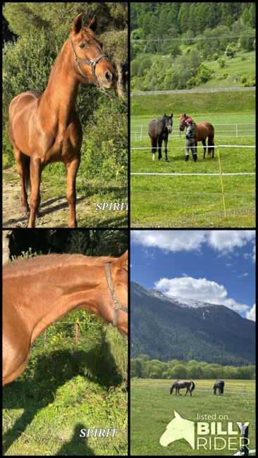 Sprit - Tolle Cruzadostute sucht tolles Zuhause, Hannah & Ilario, Horses For Sale, Zernez, Image 5