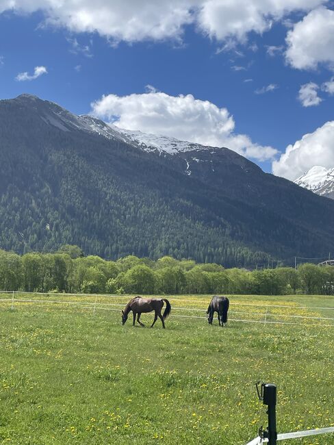 Sprit - Tolle Cruzadostute sucht tolles Zuhause, Hannah & Ilario, Horses For Sale, Zernez, Image 4