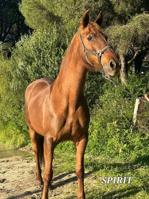 Sprit - Tolle Cruzadostute sucht tolles Zuhause, Hannah & Ilario, Horses For Sale, Zernez
