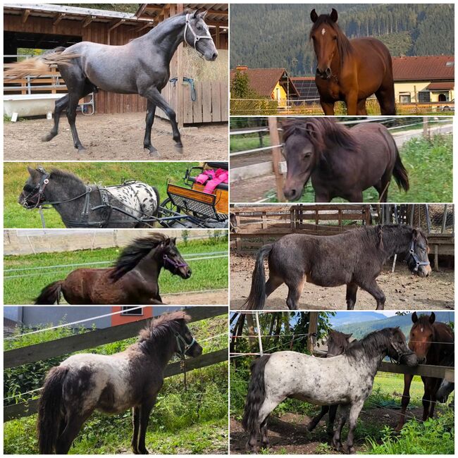 Märchenponys und Pferde, P.a., Horses For Sale, Bruck an der Mur 
