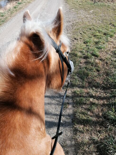 Verkaufe haflinger stute, Nicole , Konie na sprzedaż, Böheimkirchen, Image 6