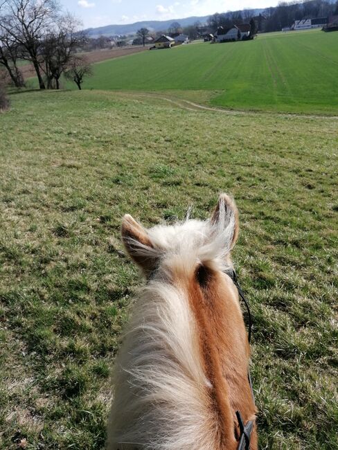 Verkaufe haflinger stute, Nicole , Konie na sprzedaż, Böheimkirchen, Image 4