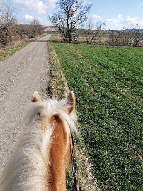 Verkaufe haflinger stute, Nicole , Konie na sprzedaż, Böheimkirchen, Image 12