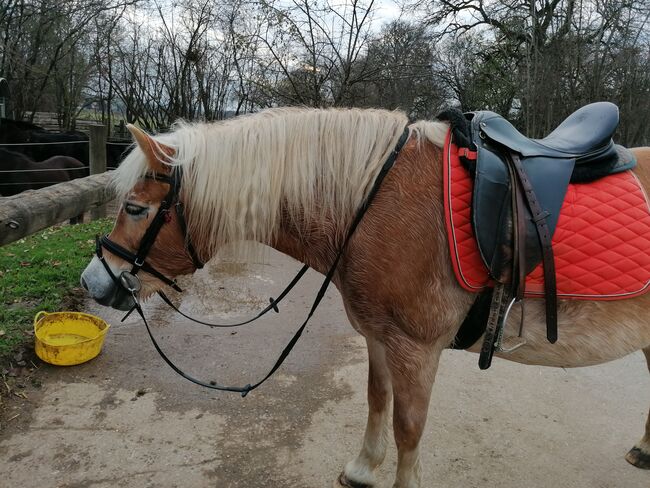 Verkaufe haflinger stute, Nicole , Konie na sprzedaż, Böheimkirchen, Image 3