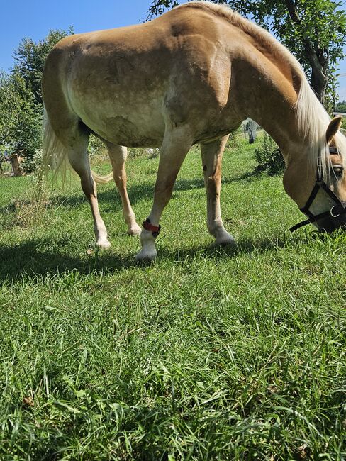 Verkaufe haflinger stute, Nicole , Konie na sprzedaż, Böheimkirchen, Image 13