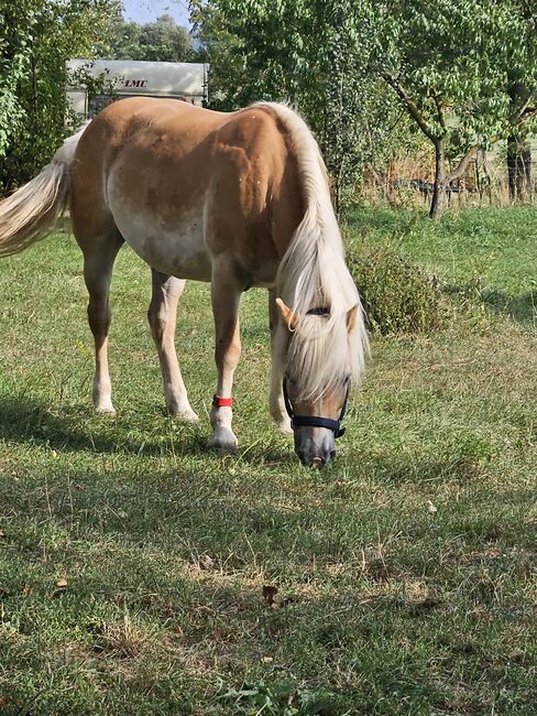 Verkaufe haflinger stute, Nicole , Konie na sprzedaż, Böheimkirchen, Image 20