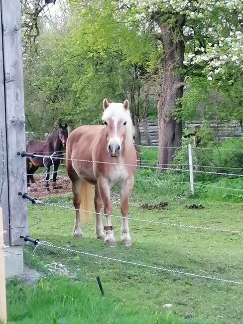 Verkaufe haflinger stute, Nicole , Konie na sprzedaż, Böheimkirchen, Image 11