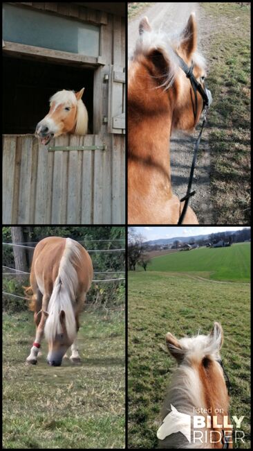 Verkaufe haflinger stute, Nicole , Konie na sprzedaż, Böheimkirchen, Image 22