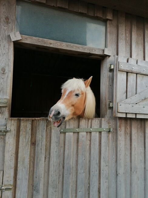 Verkaufe haflinger stute, Nicole , Konie na sprzedaż, Böheimkirchen