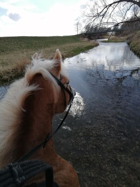 Verkaufe haflinger stute, Nicole , Konie na sprzedaż, Böheimkirchen, Image 7