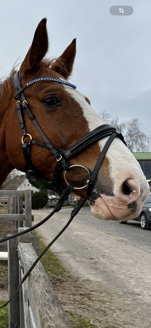 St Zaum Trense, St Zaum, Annika K, Bridles & Headstalls, Mönchengladbach, Image 2