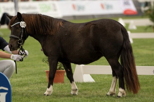 St.Pr.A. Dt. Partbred Shetlandpony Stute tragend sucht 5* Zuhause, Nicole Prignitz , Pferd kaufen, Groß Molzahn , Abbildung 3