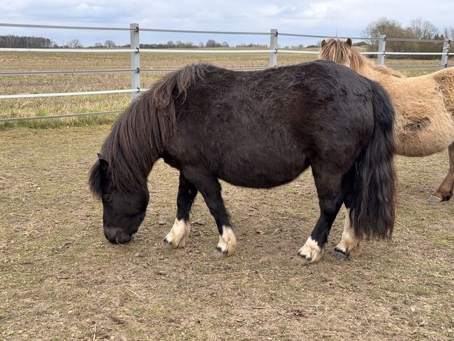 St.Pr.A. Dt. Partbred Shetlandpony Stute tragend sucht 5* Zuhause, Nicole Prignitz , Pferd kaufen, Groß Molzahn , Abbildung 7