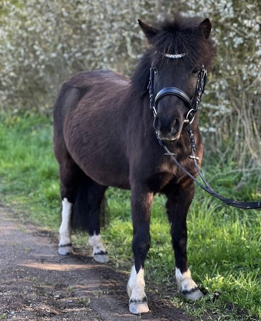 St.Pr.A. Dt. Partbred Shetlandpony Stute tragend sucht 5* Zuhause, Nicole Prignitz , Pferd kaufen, Groß Molzahn , Abbildung 10