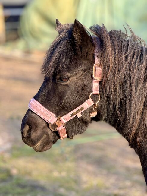 St.Pr.A. Dt. Partbred Shetlandpony Stute tragend sucht 5* Zuhause, Nicole Prignitz , Pferd kaufen, Groß Molzahn , Abbildung 9