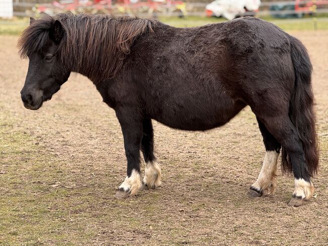 St.Pr.A. Dt. Partbred Shetlandpony Stute tragend sucht 5* Zuhause, Nicole Prignitz , Horses For Sale, Groß Molzahn , Image 8