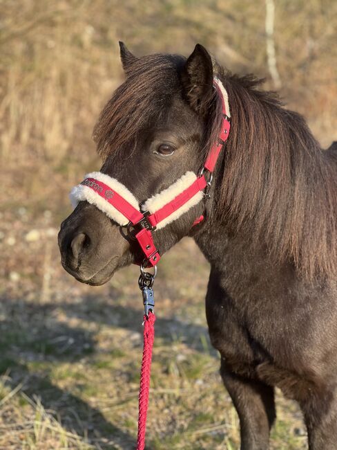 St.Pr.A. Dt. Partbred Shetlandpony Stute tragend sucht 5* Zuhause, Nicole Prignitz , Horses For Sale, Groß Molzahn , Image 13