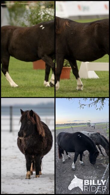 St.Pr.A. Dt. Partbred Shetlandpony Stute tragend sucht 5* Zuhause, Nicole Prignitz , Horses For Sale, Groß Molzahn , Image 17