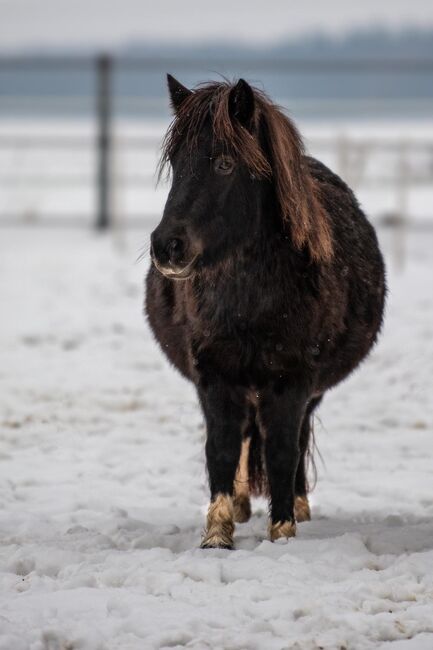 St.Pr.A. Dt. Partbred Shetlandpony Stute tragend sucht 5* Zuhause, Nicole Prignitz , Horses For Sale, Groß Molzahn , Image 4