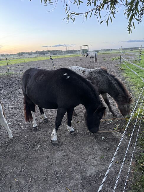 St.Pr.A. Dt. Partbred Shetlandpony Stute tragend sucht 5* Zuhause, Nicole Prignitz , Horses For Sale, Groß Molzahn , Image 16