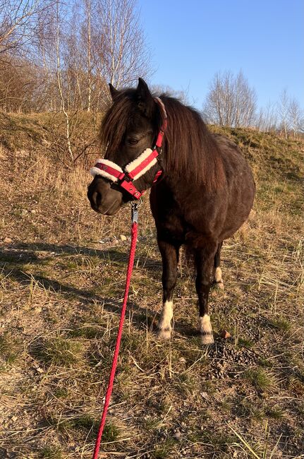 St.Pr.A. Dt. Partbred Shetlandpony Stute tragend sucht 5* Zuhause, Nicole Prignitz , Horses For Sale, Groß Molzahn , Image 14