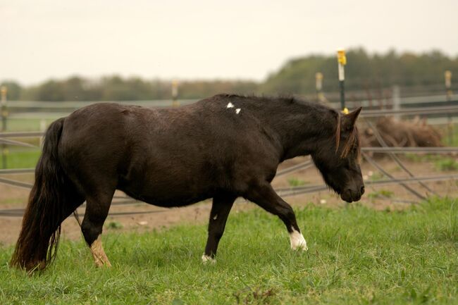 St.Pr.A. Dt. Partbred Shetlandpony Stute tragend sucht 5* Zuhause, Nicole Prignitz , Horses For Sale, Groß Molzahn , Image 2