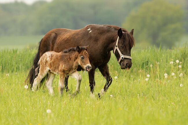 St.Pr.A. Dt. Partbred Shetlandpony Stute tragend sucht 5* Zuhause, Nicole Prignitz , Horses For Sale, Groß Molzahn , Image 15