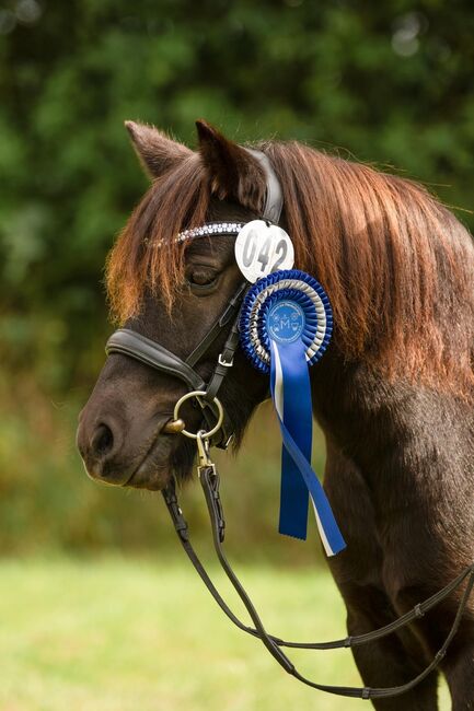 St.Pr.A. Dt. Partbred Shetlandpony Stute tragend sucht 5* Zuhause, Nicole Prignitz , Horses For Sale, Groß Molzahn , Image 5