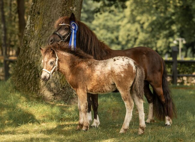 St.Pr.A. Dt. Partbred Shetlandpony Stute tragend sucht 5* Zuhause, Nicole Prignitz , Horses For Sale, Groß Molzahn , Image 11