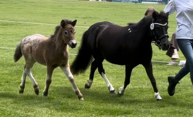 St.Pr.A. Dt. Partbred Shetlandpony Stute tragend sucht 5* Zuhause, Nicole Prignitz , Horses For Sale, Groß Molzahn , Image 12